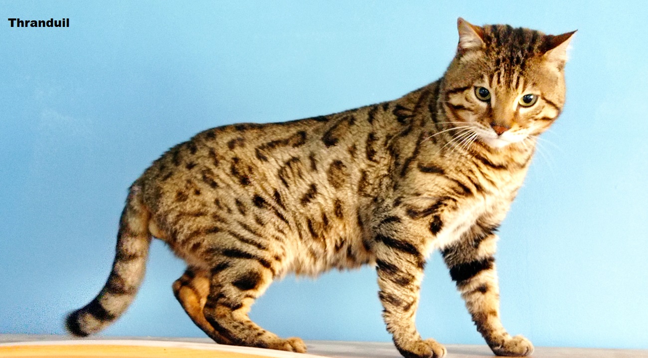 male bengal